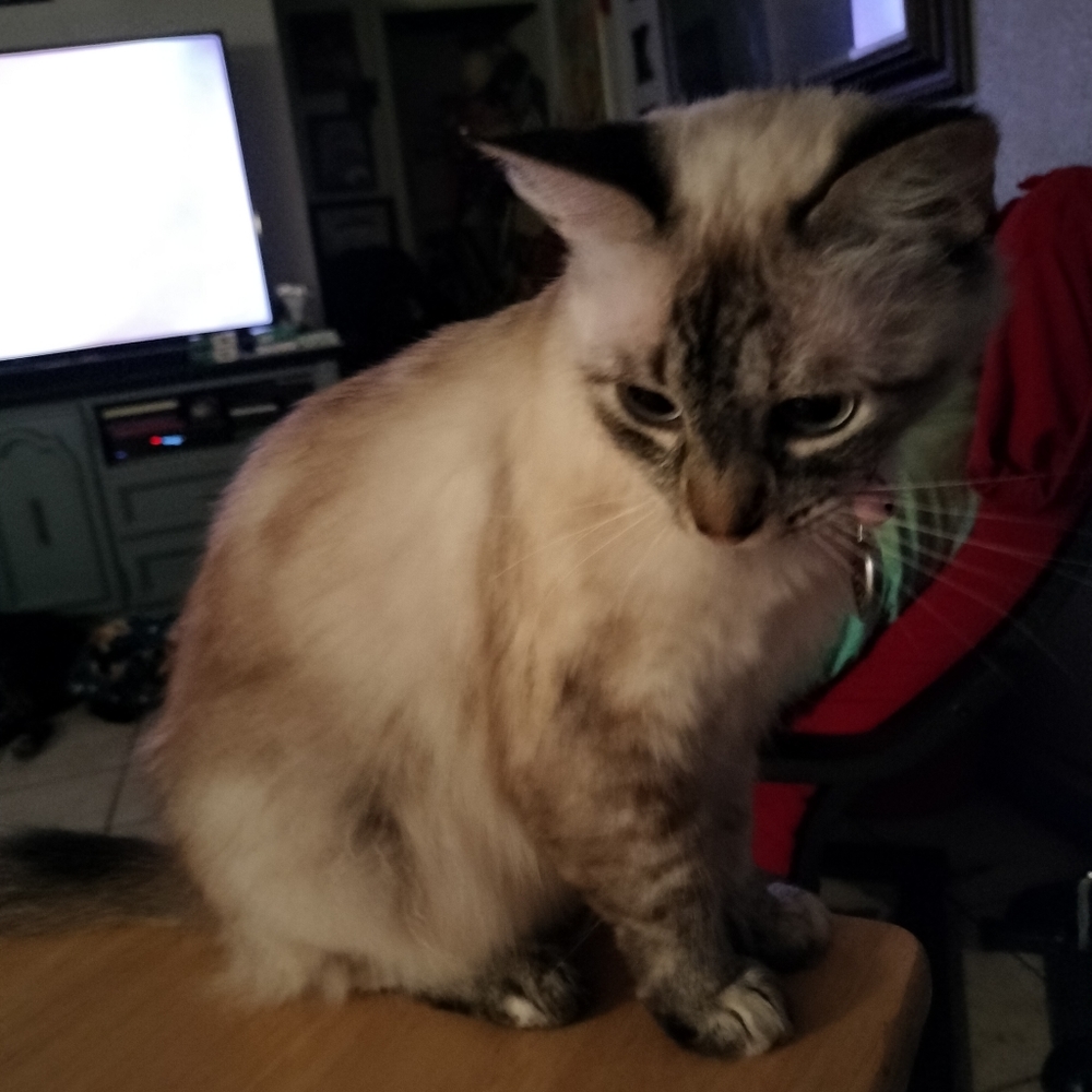 Meet your Posher, Angie